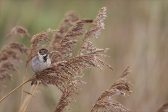 Reed bunting (Emberiza schoeniclus) adult bird feeding on a Common reed seedhead in a reedbed,