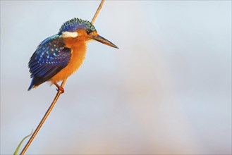 Crested Kingfisher, Corythohrnis cristatus, (Alcedo cristata), Kingfisher family, Malachite