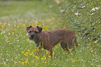 Border Terrier