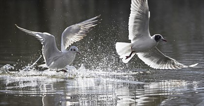 Two black-headed gulls (Chroicocephalus ridibundus, Larus ridibundus) in winter plumage and