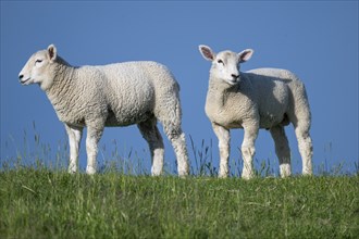 Lambs on the dyke, Hauke-Haien-Koog, North Frisia, Schleswig-Holstein, Germany, Europe