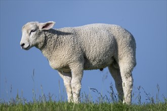 Lamb on the dyke, Hauke-Haien-Koog, North Frisia, Schleswig-Holstein, Germany, Europe