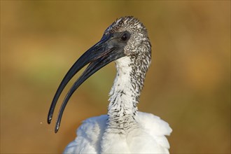 African sacred ibis (Threskiornis aethiopicus), family of ibises and spoonbills, Raysut, Salalah,