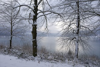 Trees with snow on the shore of the Hennesee, Hennetalsperre, Naturpark Sauerland-Rothaargebirge,