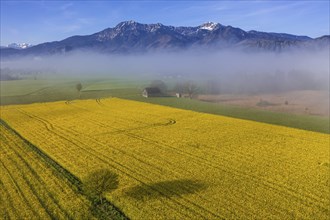 Aerial view of a rape field in front of mountains in spring, midday light, fog, view of Herzogstand