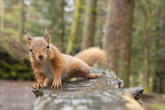 Red squirrel (Sciurus vulgaris) adult animal on a wooden bench, Yorkshire, England, United Kingdom,