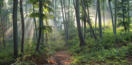 Hiking trail through natural green beech forest in the morning light, the sun shines through the