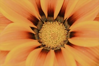 Gazania or Mittagsgold 'Kiss Orange' (Gazania hybride), flower detail, ornamental plant, North