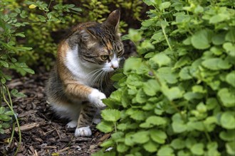 Cat, European shorthair, felidae (Felis catus), tricoloured, sniffing a plant, Baden-Württemberg,