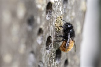 Hornfaced bee (Osmia cornuta), Emsland, Lower Saxony, Germany, Europe