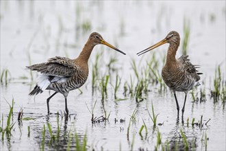 Black-tailed godwits (Limosa limosa), Lower Saxony, Germany, Europe