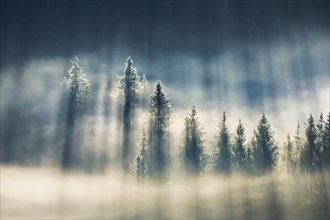 Fog and forest in OberÃ¤geri in the canton of Zug, Switzerland, Europe