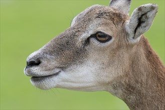 Mouflon (Ovis orientalis), Haltern, North Rhine-Westphalia, Germany, Europe