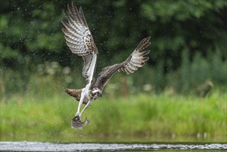 Western osprey (Pandion haliaetus) hunting with a trout, Aviemore, Scotland, Great Britain