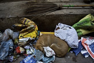 Stray dog sleeping among rubbish, street scene in Varanasi, India, Asia