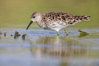 Ruff (Philomachus pugnax), female, Narew, Bialystok, Podlasie, Poland, Europe