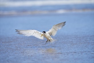 Greater crested tern (Thalasseus bergii) wildlife in Australia