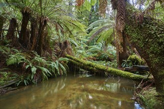 Nature landscape of a brook through the rainforest in the Great Otway National Park in spring,