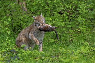 Hunting Eurasian lynx (Lynx lynx) juvenile with caught muskrat (Ondatra zibethicus) prey in its