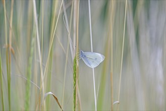 Butterfly, butterfly, white butterfly (Pieridae), hanging on a blade of sweet grass, North