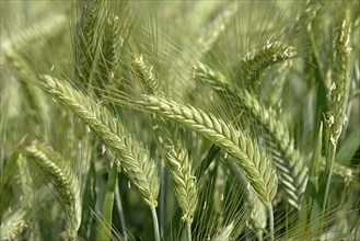 Barleys (Hordeum vulgare), barley field, North Rhine-Westphalia, Germany, Europe