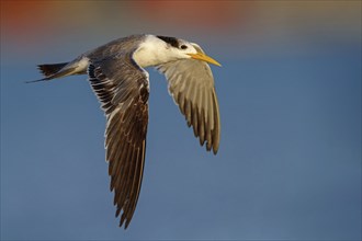 Caspian Tern, flight photo, (Thalasseus bergii), East Khawr / Khawr Ad Dahariz, Salalah, Dhofar,