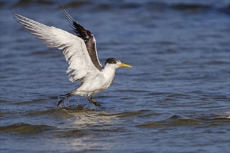 Common Tern, flight photo, (Thalasseus bergii), landing in the water, East Khawr / Khawr Ad