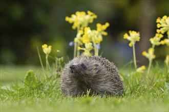 European hedgehog (Erinaceus europaeus) adult animal on a garden lawn in spring with flowering