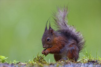 Eurasian red squirrel (Sciurus vulgaris), eating an acorn, Bad Dürkheim district, Tiszaalpar,