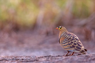 Bush flying fowl, (Pterocles quadricintus), three-banded flying fowl, three-banded flying fowl,