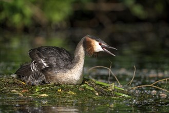 Great Crested Grebe (Podiceps cristatus), adult bird and chicks at the nest, adult bird in