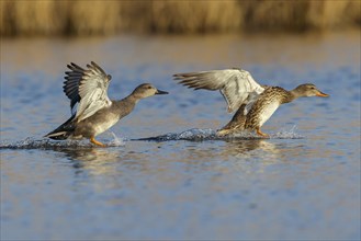 Gadwall, (Anas strepera), Mareca strepera, Wagbachniederung, Baden-Württemberg, Federal Republic of