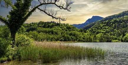 Landscape at Lake Thumsee, Bad Reichenhall, Bavaria, Germany, Europe