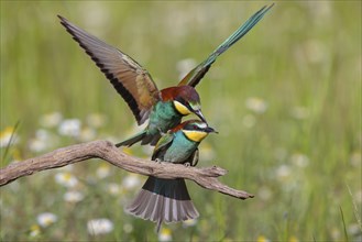 Bee-eater, (Merops apiaster), copula, mating, Tiszaalpar, Kiskunsagi National Park, Bacs-Kiskun,