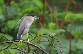 Black-crowned black crowned night heron (Nycticorax nycticorax), Bihoreau gris, HÃˆron bihoreau,