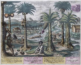 Exotic fruits and plants, including banana and coconut palm, hand-coloured copperplate engraving by