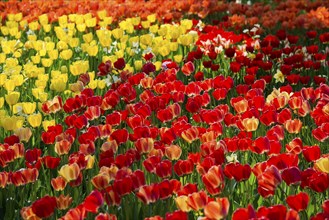 Flower meadow with colourful tulips, Mainau Island, Lake Constance, Baden-Württemberg, Germany,