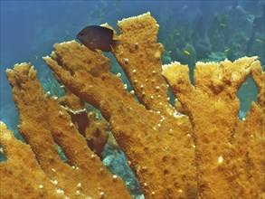 Close-up of elkhorn coral (Acropora palmata), dive site John Pennekamp Coral Reef State Park, Key