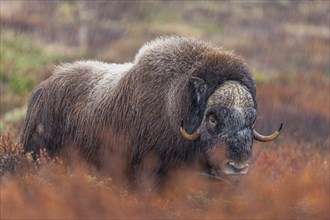 Musk ox (Ovibos moschatus), standing, frontal, in the rain, autumn tundra, mountains, Dovrefjell