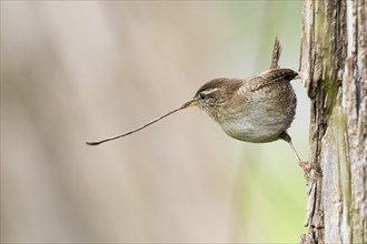 Eurasian wren (Troglodytes troglodytes) with a long blade of grass in its beak on a tree trunk,