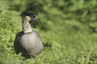 Hawaiian goose or Nene goose (Branta sandvicensis, Nesochen sandvicensis), captive, occurring in