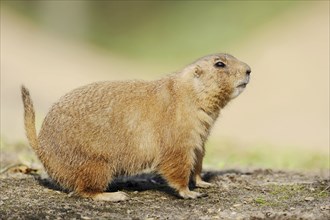 Black-tailed prairie dog (Cynomys ludovicianus), captive, occurring in North America