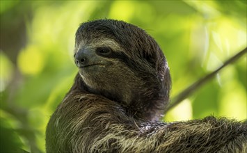 Brown-throated sloth (Bradypus variegatus) in a tree, Cahuita National Park, Costa Rica, Central