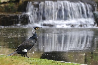 Great cormorant (Phalacrocorax carbo) in splendid plumage in front of a gentle waterfall in a