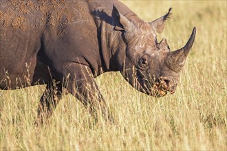 Black rhinoceros (Diceros bicornis) walking on a grass savanna in Africa, Maasai Mara, Kenya,