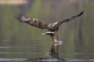 Seeadler, Haliaeetus albicilla, white-tailed eagle