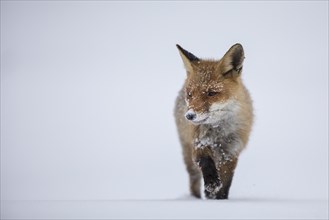 Red fox, Vulpes vulpes, red fox