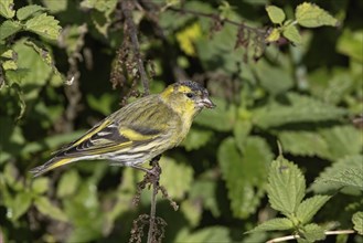 Eurasian siskin (Spinus spinus), eats nettle seeds, Austria, Upper Austria, Europe