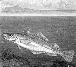 Atlantic cod or codfish, Gadus morhua, in an illustration from 1870, Historical, digital