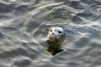 Harbor seal, phoca vitulina vitulina. Seal floating in the sea and watching. Head above the water.